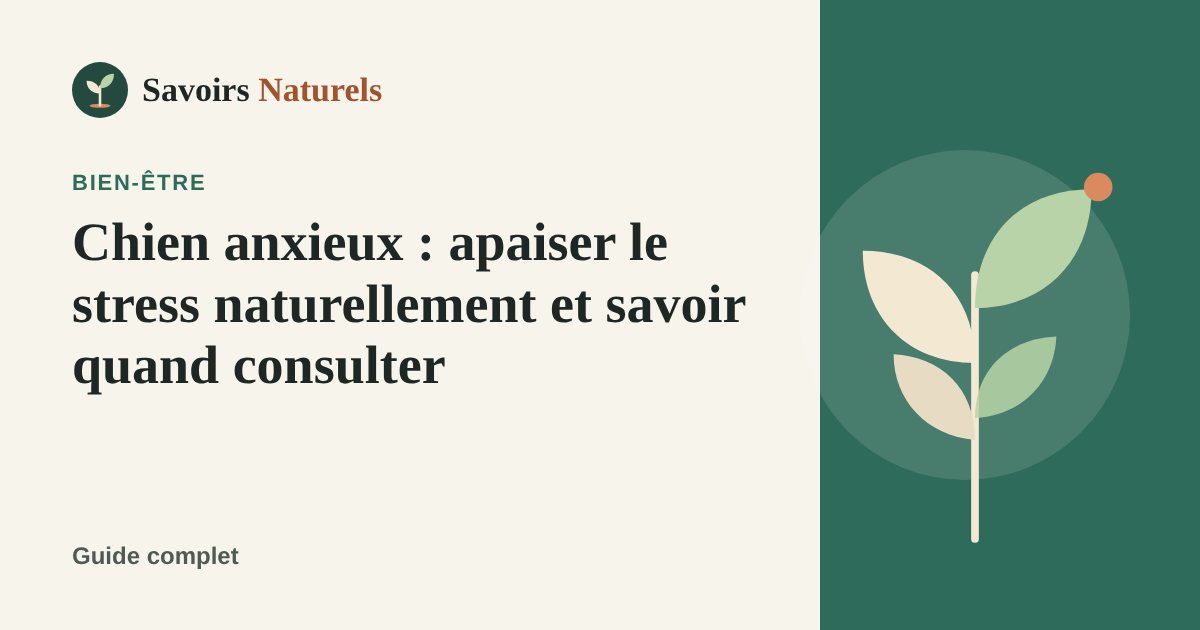 Chien anxieux : apaiser le stress naturellement et savoir quand consulter — illustration Savoirs Naturels