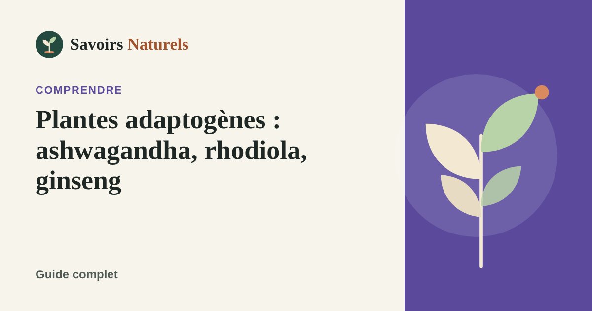 Plantes adaptogènes : ashwagandha, rhodiola, ginseng, ce qu'il faut savoir — illustration Savoirs Naturels