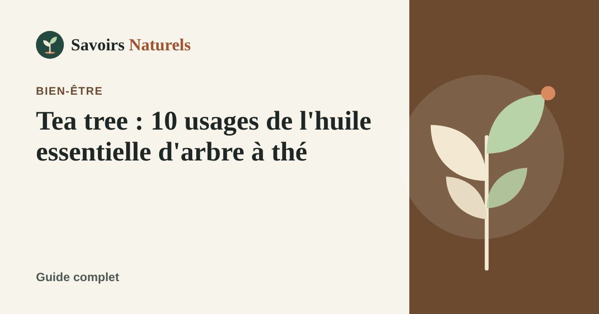 Tea tree : 10 usages de l'huile essentielle d'arbre à thé — illustration Savoirs Naturels